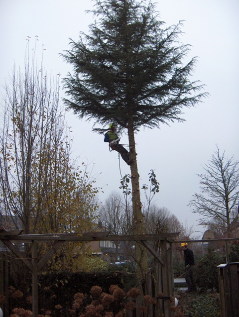 Boom weghalen in Hoevelaken