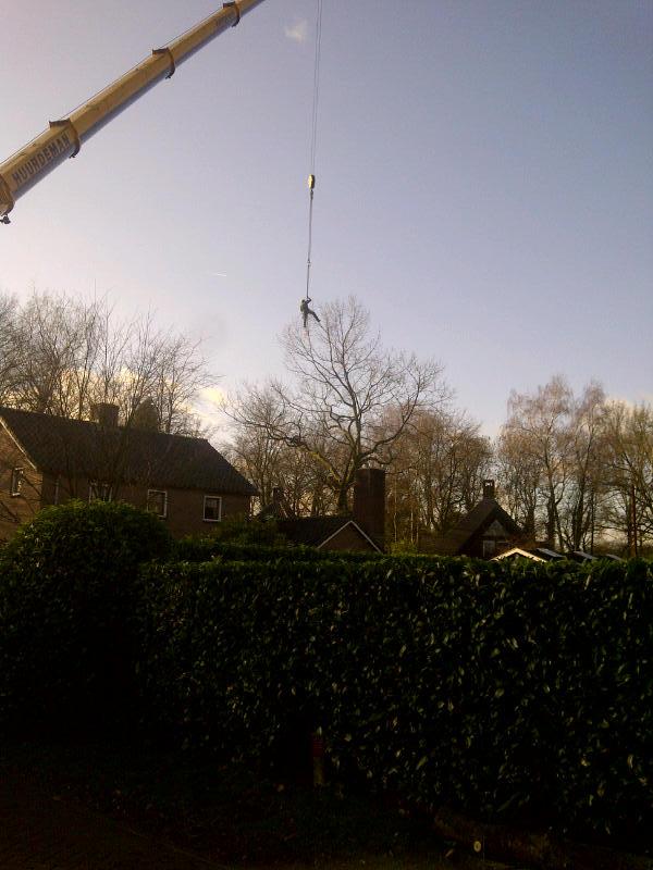 Eik gekapt in Hoevelaken