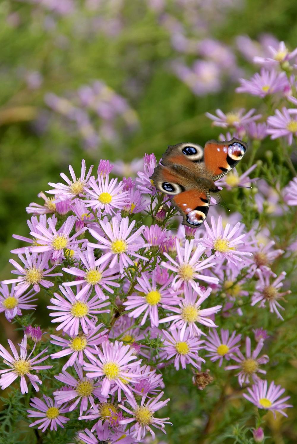 Tuintips van de maand....September