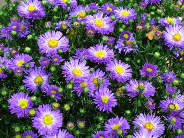 TUINTIP VAN DE MAAND..... OKTOBER