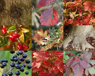 DE HERFST IS IN AANTOCHT....