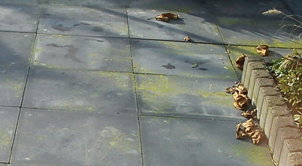 Tuintips van de maand.... November