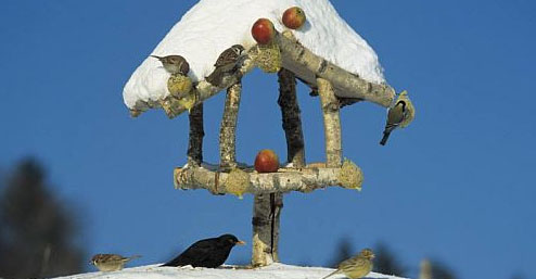 Is er in december nog wat te doen in de tuin? 