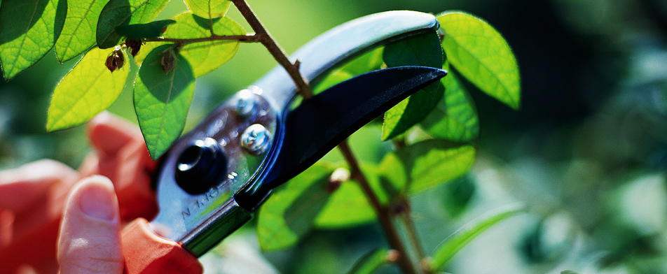 HOVENIERSWERK TEGEN 6% BTW