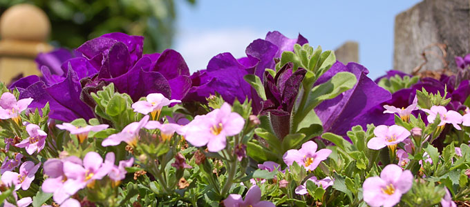 EENJARIGE ZOMERBLOEIERS