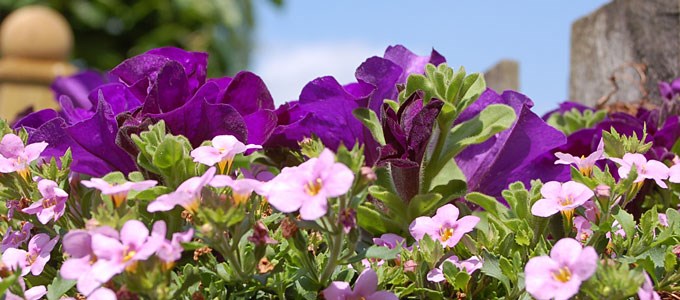 Eenjarige Zomerbloeiers Tiggelaven Groenbeheer