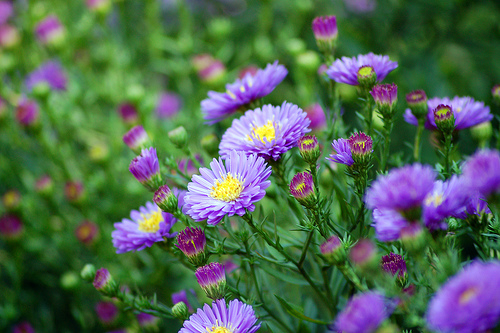 HERFSTPLANT VAN DE MAAND : DE ASTER !