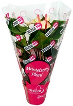 10 november 2013 is Dag van de Mantelzorg