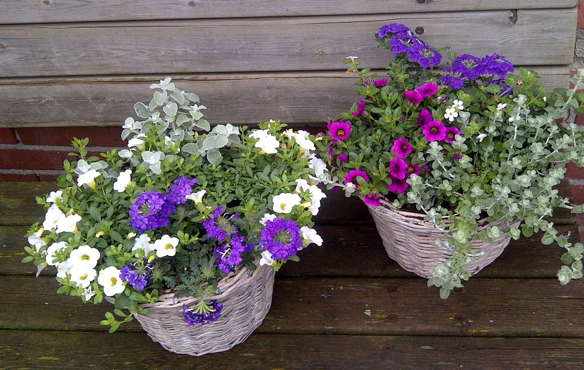 ZOMER BLOEIERS ACTIE !!!