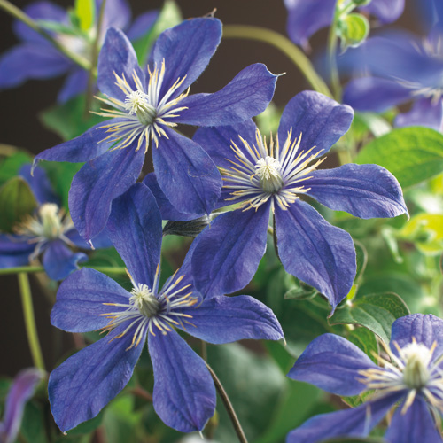 Tuintips voor de zomer 