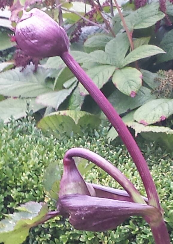 Prijsvraag !! Prijsvraag !! Prijsvraag !!