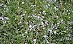 Het is nu tijd om het gazon te bekalken!!!