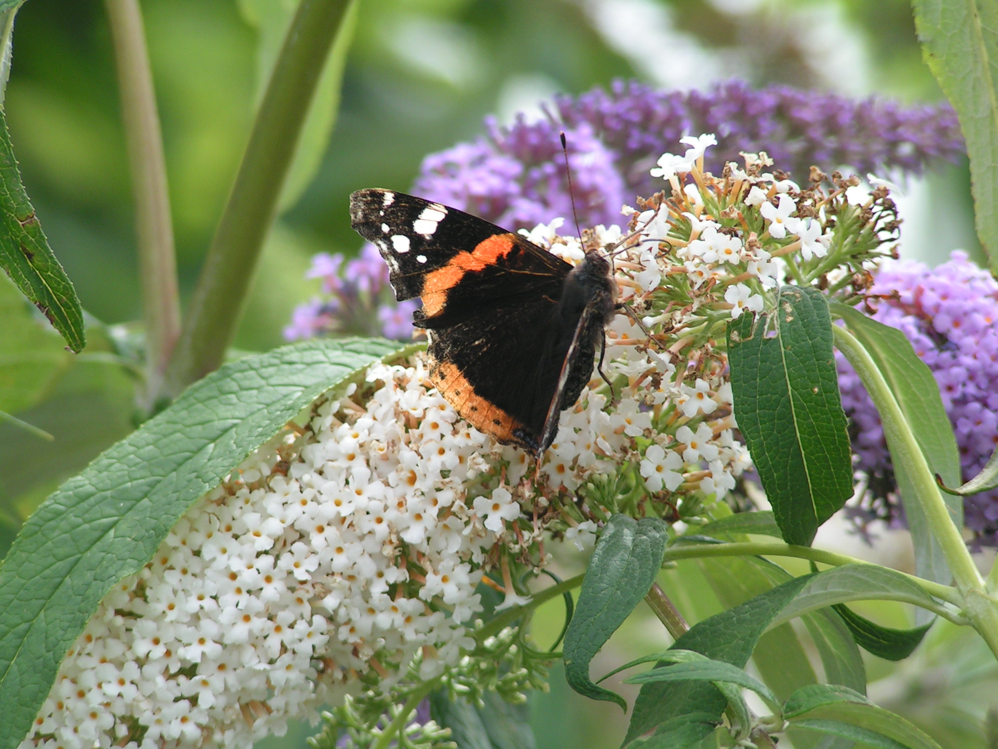 Tuintips September!!
