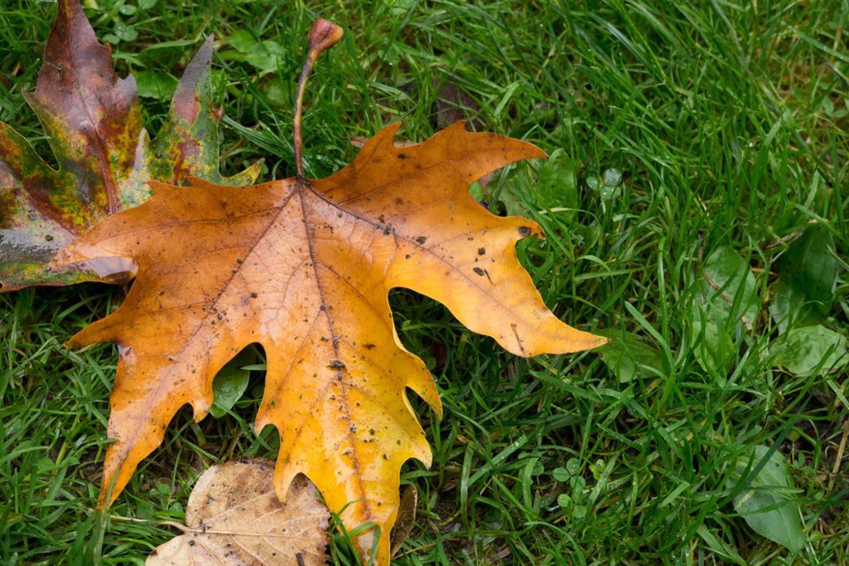 Bemest nu uw gazon!!