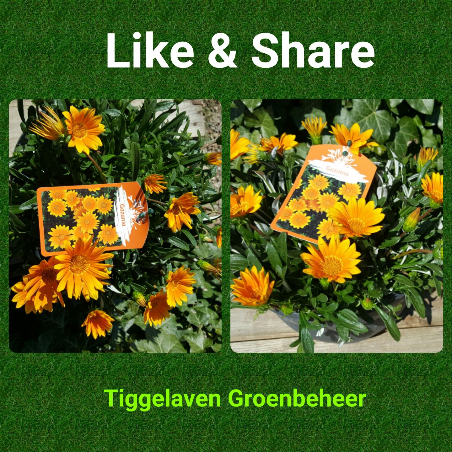 Prijswinnaar lente Actie