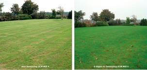 De perfecte meststof voor het afharden van het gazon!!