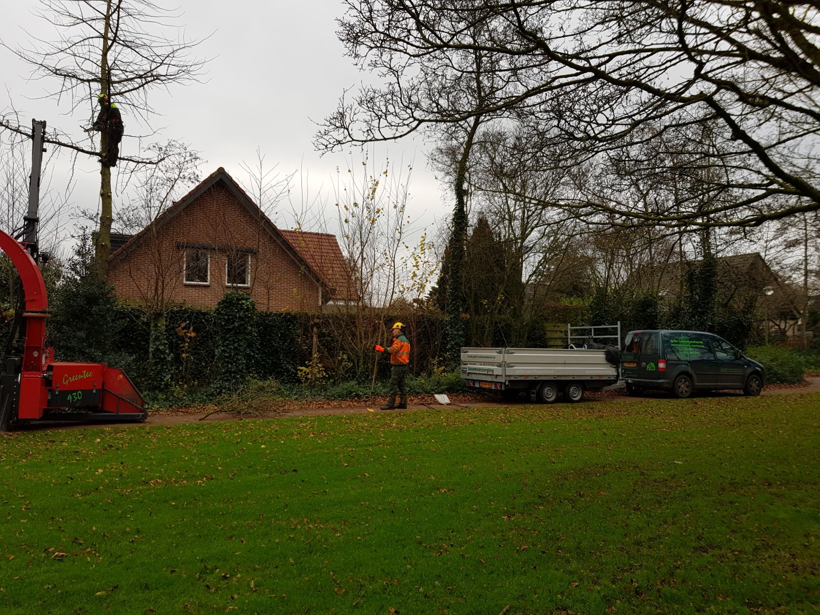 Ginkgo weggehaald in Hoevelaken 