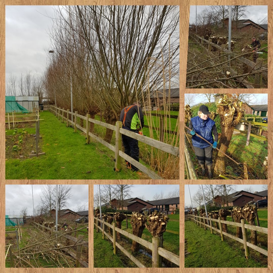 Wilgen knotten in Hoevelaken. 