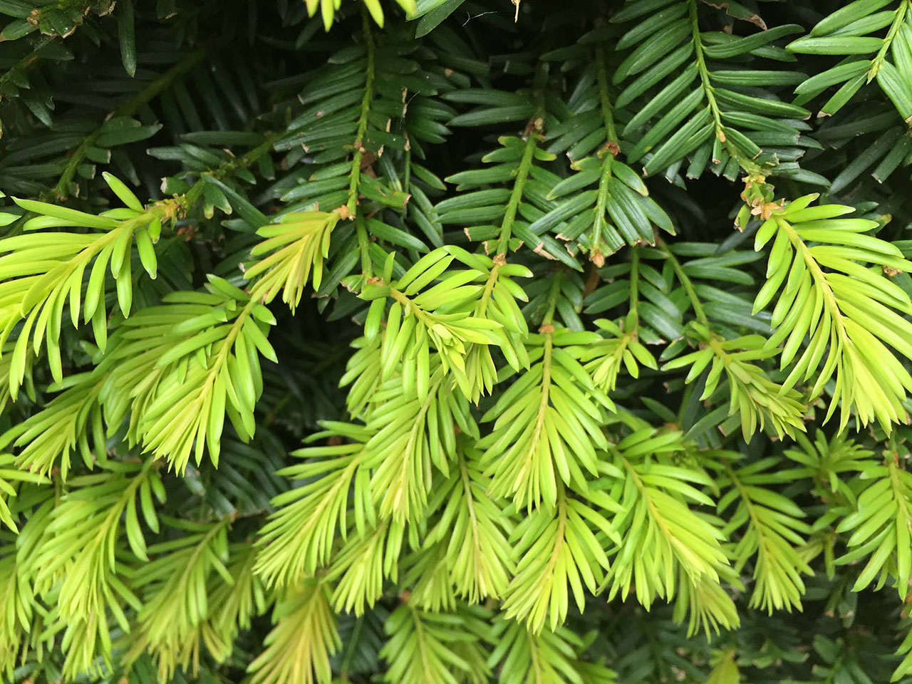 Tijdelijke stop inzameling taxussnoeisel op gemeentelijke inzamelpunten