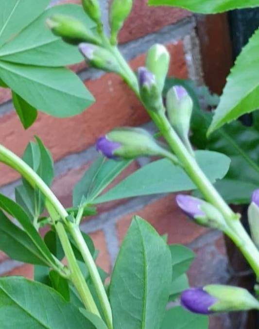 Prijsvraag Mei 2020 !!