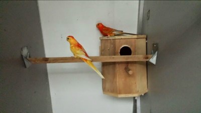 Vogels Raymon 